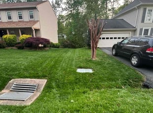 Serena S.'s Lawn Mowing service result