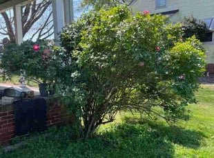 Bush Trimming by Joshua West for Justine H. in Richmond, VA