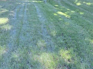 Tina W.'s Lawn Service service result