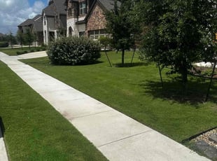 Emily T.'s Lawn Mowing service result