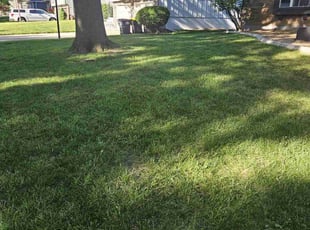 Erika L.'s Yard Cutting service result