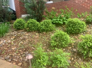 Weeding by Edgar Hernandez for Scott M. in Columbus, OH