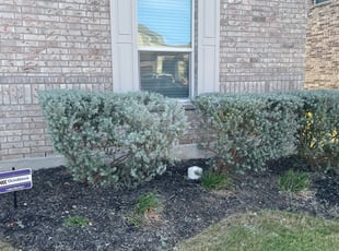 Bush Trimming by Guadalupe Casas Perales for James S. in Universal City, TX