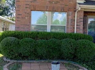 Bush Trimming by John Brown for Amy E. in McKinney, TX