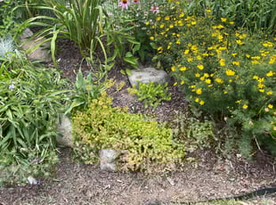 Weeding by Scott Basinger for Phillip R. in Cleveland, OH