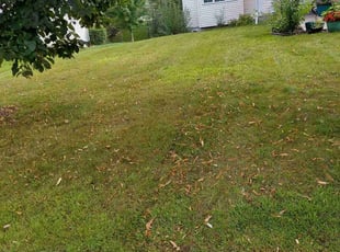 Mariana G.'s Lawn Mowing service result