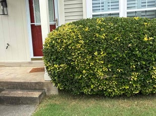 Bush Trimming by candelario castillo for Vincent M. in Alexandria, VA