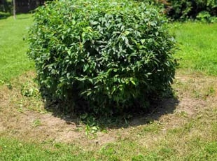 Bush Trimming by Mike Williams for Coleen S. in Richmond, VA