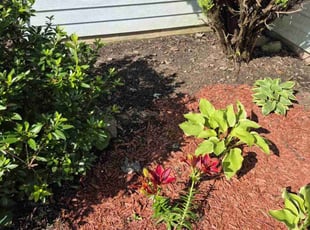 Bush Trimming by Kyle Smith for Dolores R. in Harrisburg, PA