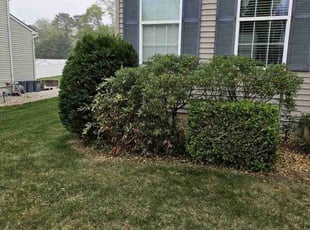 Bush Trimming by Max Van Ness for Catherine C. in Barnegat Township, NJ