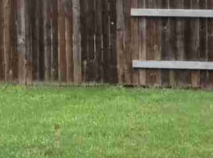 Charles S.'s Lawn Care service result