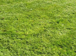 Erica W.'s Yard Cutting service result