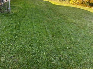 Kyle F.'s Lawn Maintenance service result