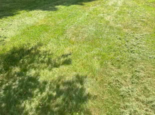 Kimberly B.'s Lawn Mowing service result
