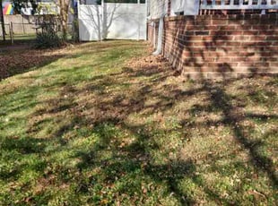 Leaf Removal by Lara Rahmani for Alexandria W. in Alexandria, VA