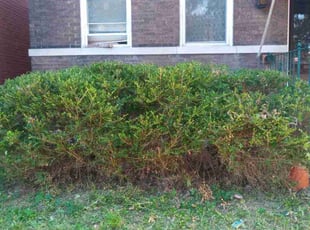 Bush Trimming by Jeremy Williams for Stacia S. in St. Louis, MO