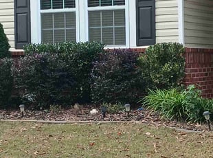 Bush Trimming by David Ward for Mollie S. in Charlotte, NC
