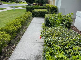 Bush Trimming by Mila Boza for Floyd D. in Clermont, FL
