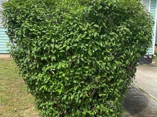 Bush Trimming by Jhon Reyes for Jeffrey A. in Burlington, NJ