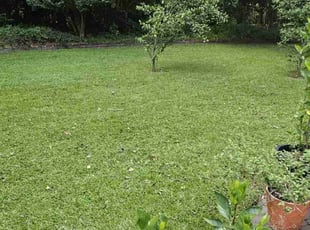 Heath B.'s Lawn Mowing service result