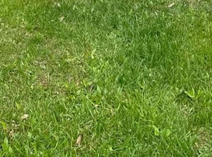 Weeding by Scott Source for Melanie H. in Randallstown, MD