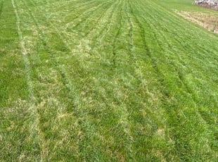 Vanesha P.'s Lawn Maintenance service result