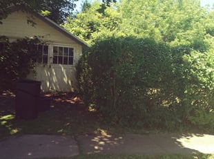 Bush Trimming by Kema Ndebay for Brian D. in Syracuse, NY