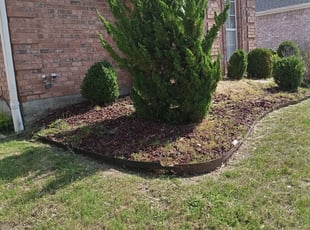 Weeding by Elizabeth Cruz for Angel J. in Garland, TX