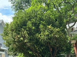 Bush Trimming by Maria Murillo for Kim T. in Arlington Heights, IL
