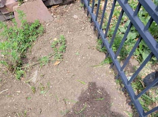 Weeding by Joseph Felicetty for Desiree W. in Colorado Springs, CO