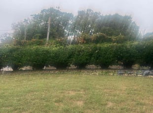 Bush Trimming by Cadell Williams for Nykeba B. in Cincinnati, OH
