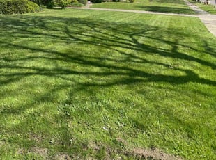 Ceporah H.'s Lawn Service service result