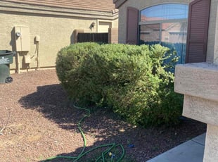 Bush Trimming by Taylor Dodson for Liliane R. in Phoenix, AZ
