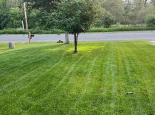 Xena K.'s Lawn Mowing service result