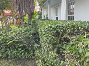 Bush Trimming by Kenneth Swayne for Brian W. in Miami, FL