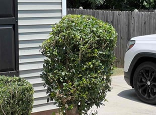 Bush Trimming by William Elliott for Shanecka H. in Raleigh, NC