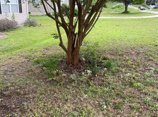 Bush Trimming by Shaquille Davis for Daisy C. in Fountain Inn, SC