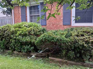 Bush Trimming by NeftalΓ Escobar for Ananda R. in Chantilly, VA