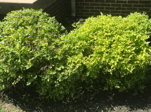 Bush Trimming by Jacob Hornback for Michael S. in Lexington, KY