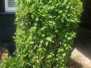Bush Trimming by William Lee for Justin C. in Nashville, TN