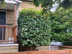 Bush Trimming by Sean Winkler for Tai M. in Seattle, WA