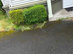 Bush Trimming by Richard Luiza Jr for Linda F. in Seattle, WA