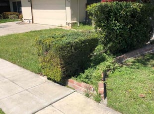 Bush Trimming by Johnie Parker for Nicki K. in Fresno, CA