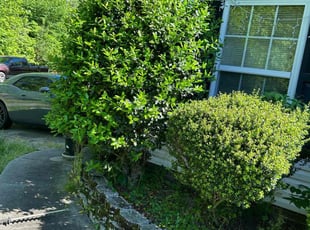 Bush Trimming by Jeff Foster for Chantell M. in Charlotte, NC