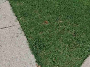 Ashley M.'s Lawn Maintenance service result