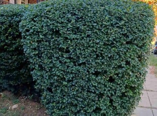 Bush Trimming by Jose Paz for Jimell G. in Washington, DC