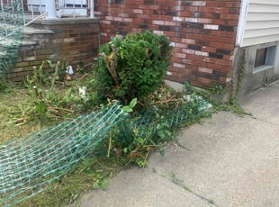 Bush Trimming by David Cardillo for Christen J. in Providence, RI