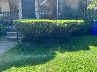 Bush Trimming by Christopher Wade for Alberta P. in Detroit, MI