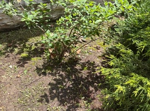 Weeding by Mike Cebulski for Julie M. in St. Louis, MO