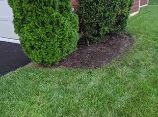 Weeding by Roscoe Carr for Eric D. in Dumfries, VA